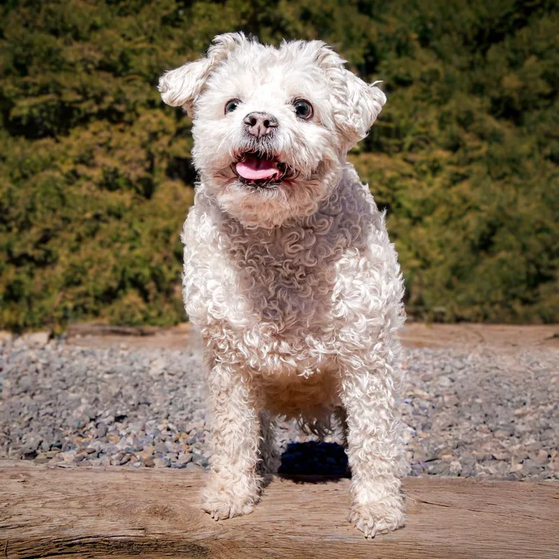 Lovely Lil Lucinda ~ thumbnail 3