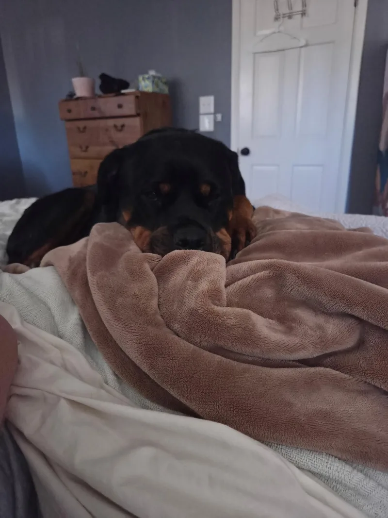 An adult large-sized female Black Rottweiler dog named Athena for adoption in Colorado Springs, CO