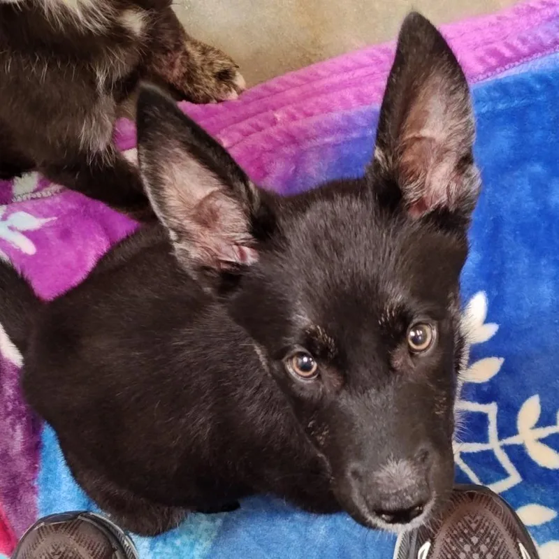 A baby small-sized male Black German Shepherd Dog dog named Iepastray_ for adoption in Upland, CA