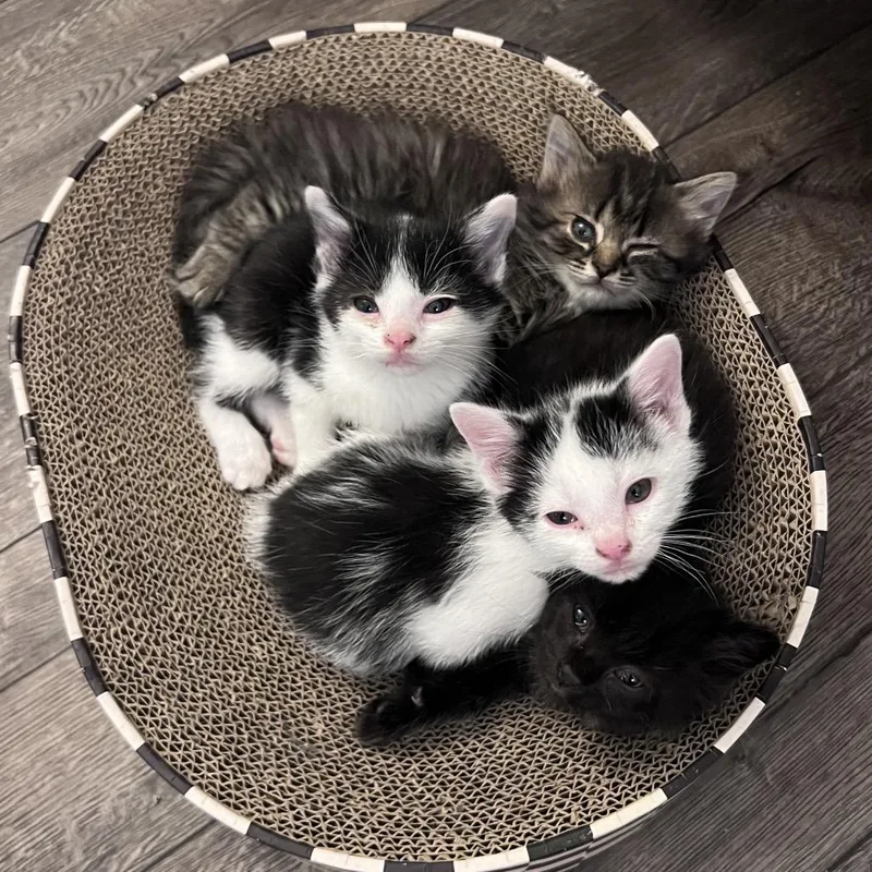 A baby small-sized male White Domestic Short Hair cat named Snake for adoption in Fairfax Station, VA
