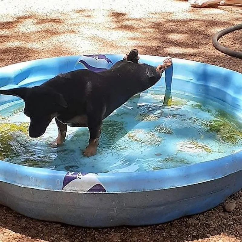 Baby Bat DG