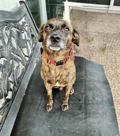 An adult medium-sized male Brindle Labrador Retriever dog named Giddy for adoption in Houston, TX