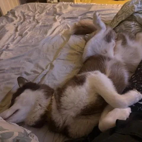 Nova
