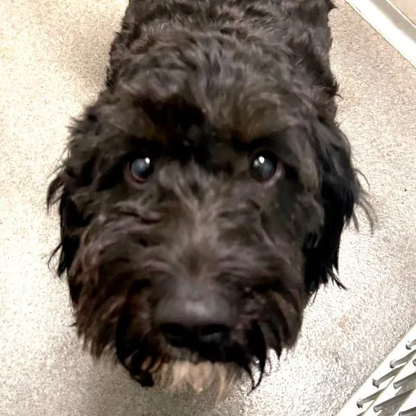 An adult medium-sized male Goldendoodle dog named Bubba for adoption in Des Moines, IA
