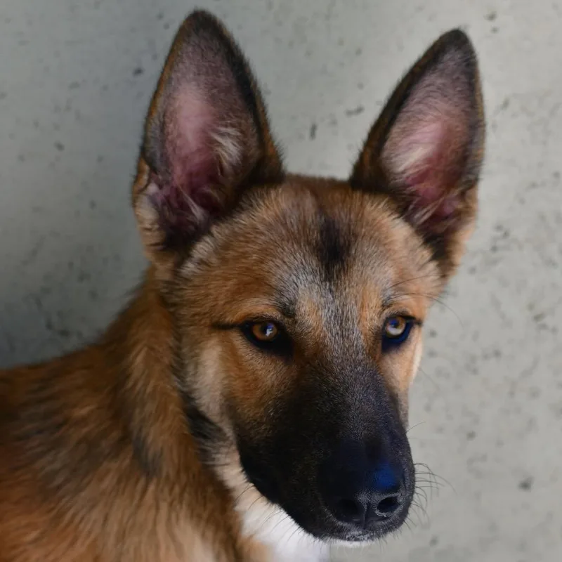 Milo