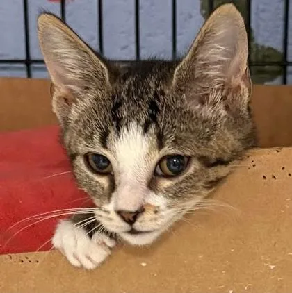 A baby small-sized female Domestic Short Hair cat named Queso for adoption in Washington, DC
