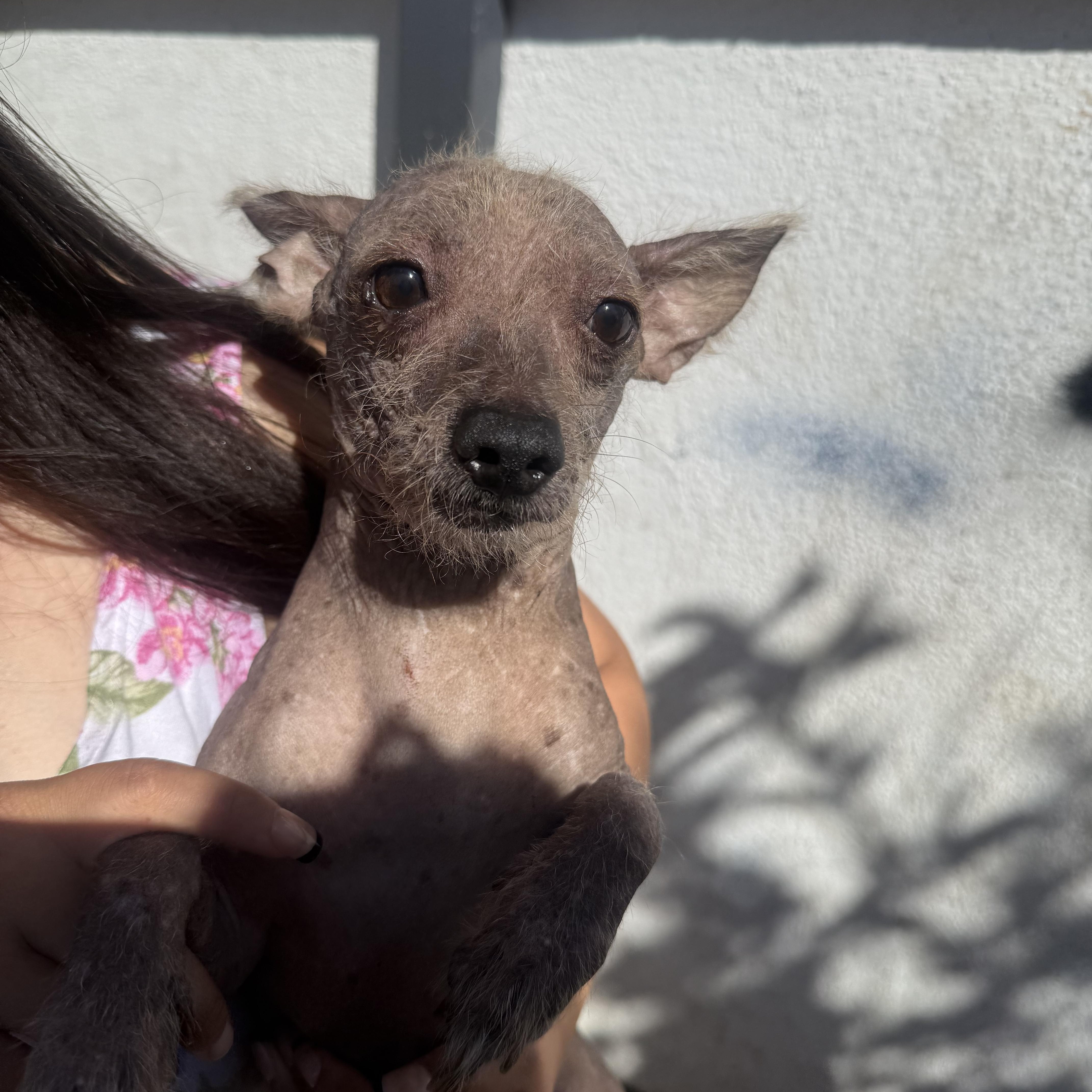 An adult small-sized male Xoloitzcuintli / Mexican Hairless dog named Kenickie for adoption in Corona, CA