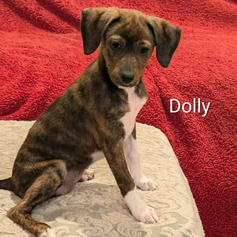 Dolly