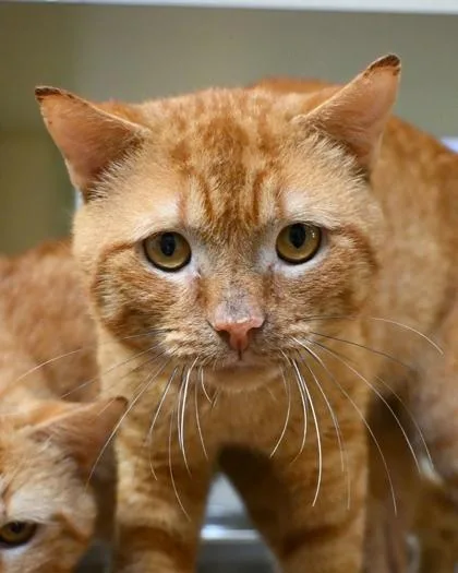An adult large-sized male Domestic Short Hair cat named Pittsburgh for adoption in Chamblee, GA