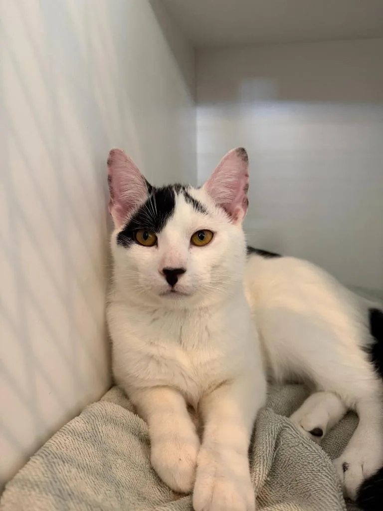 A baby small-sized male Domestic Short Hair cat named Mistletoe for adoption in Hyde Park, NY