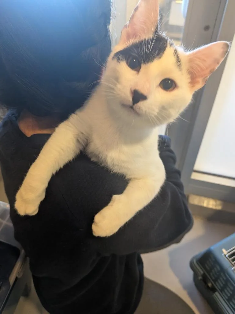 Mistletoe thumbnail 2