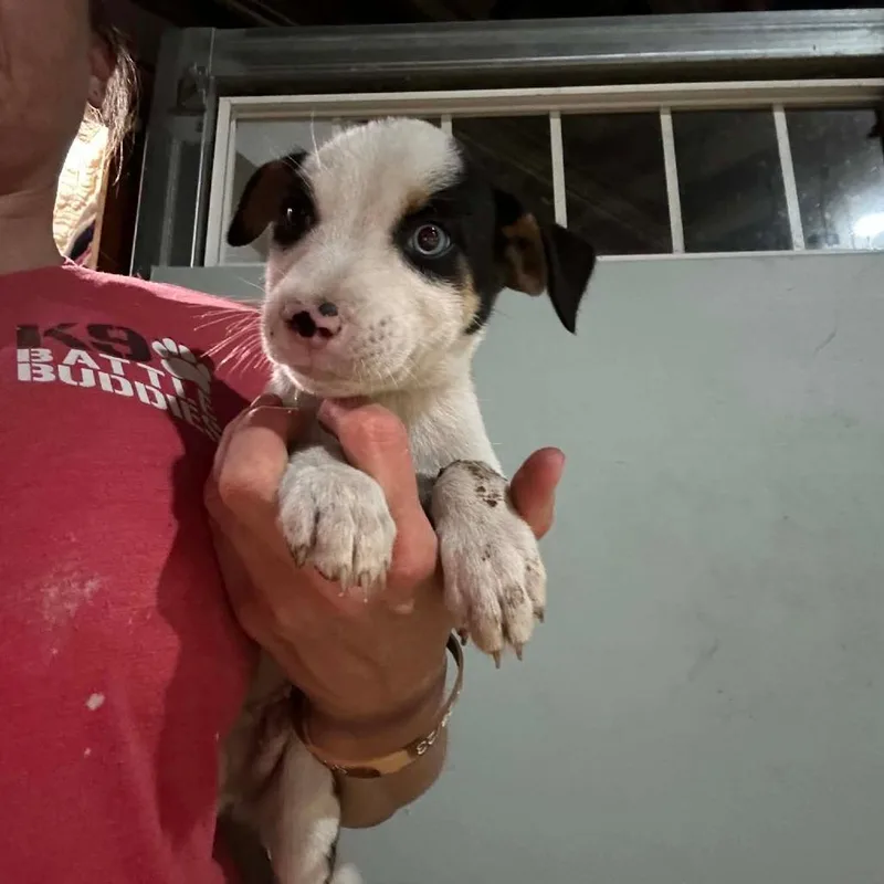 Malbec thumbnail 3