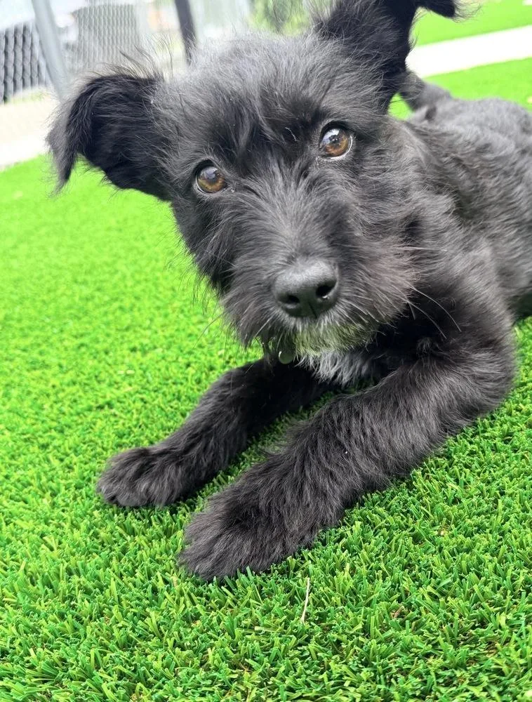 Mint thumbnail 2