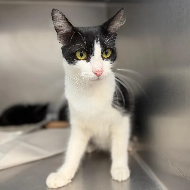 An adult medium-sized female Domestic Medium Hair cat named Glinda for adoption in Sarasota, FL