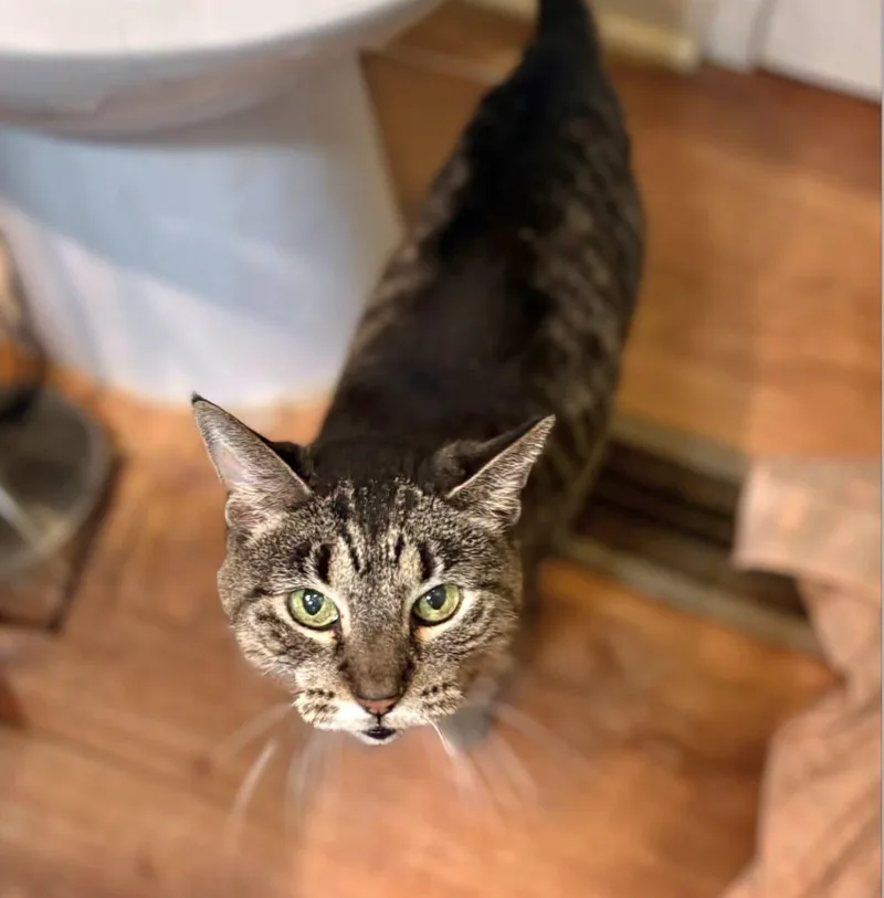 A senior medium-sized female Tabby (Buff / Tan / Fawn) Domestic Short Hair cat named Zilly for adoption in Philadelphia, PA