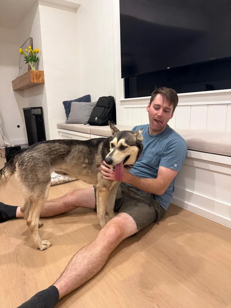 A young medium-sized female Siberian Husky dog named Stacy for adoption in Corona Del Mar, CA