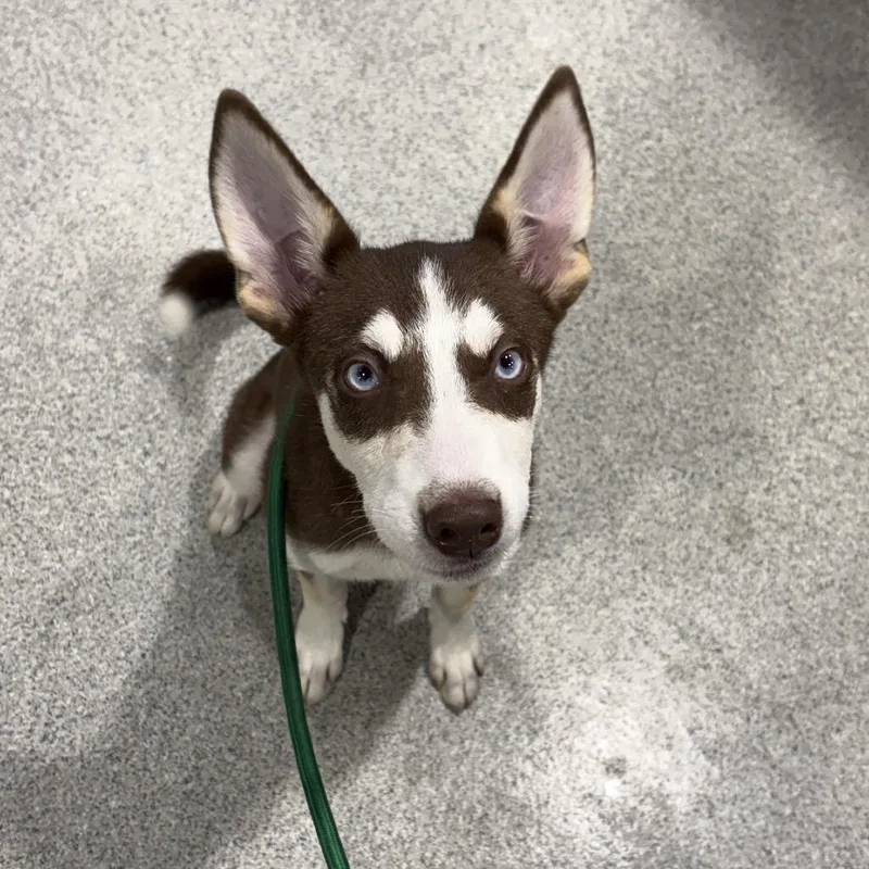 A baby medium-sized female Husky dog named Emerald for adoption in Tampa, FL