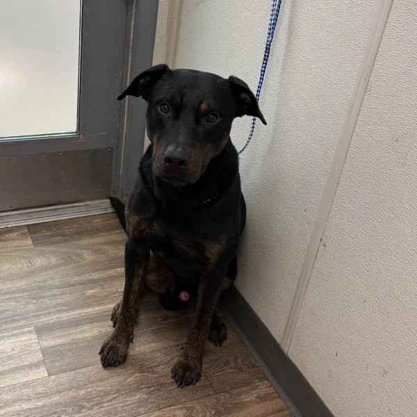 An adult large-sized male Labrador Retriever dog named Orlando for adoption in San Diego, CA