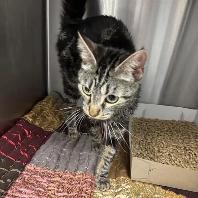 A young small-sized female Domestic Short Hair cat named Lena for adoption in Indianapolis, IN