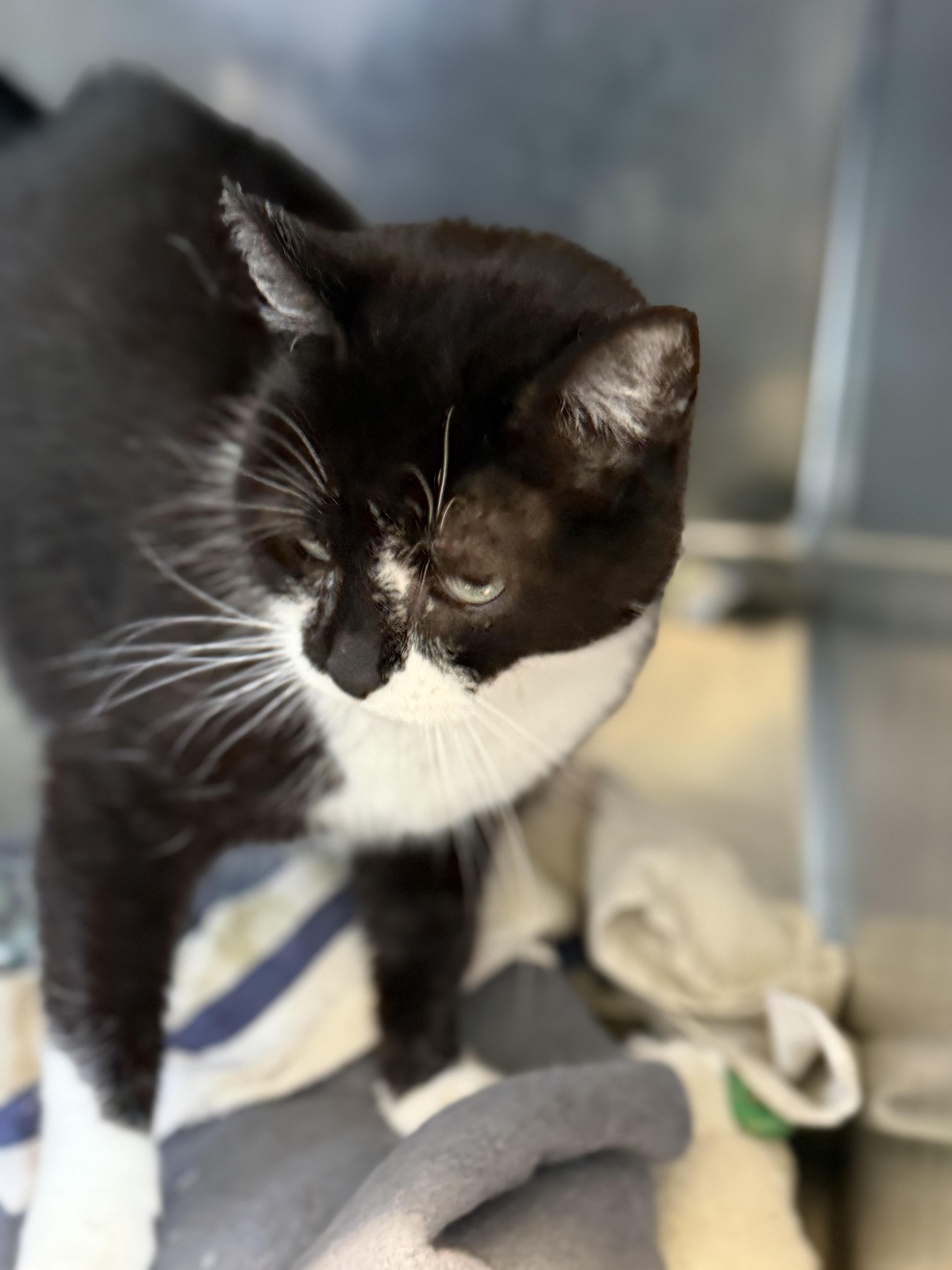 A young medium-sized female Domestic Short Hair cat named Scarlet for adoption in Warren, OH
