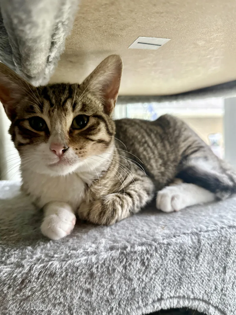 A baby medium-sized male Domestic Short Hair cat named Boots for adoption in Fresno, CA
