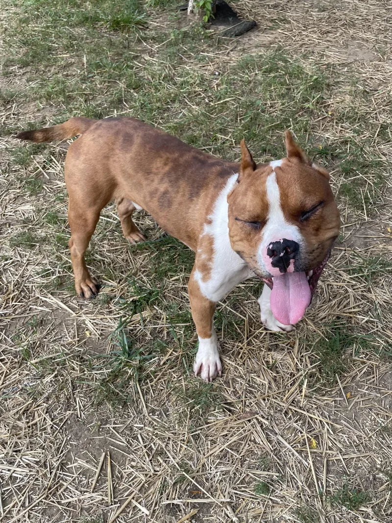 A young medium-sized male Merle (Red) Mixed Breed dog named Mako for adoption in Mishawaka, IN