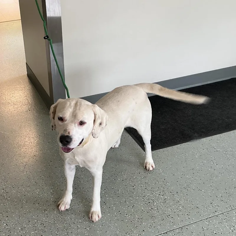 An adult large-sized male White / Cream Terrier dog named Spotty for adoption in Galax, VA