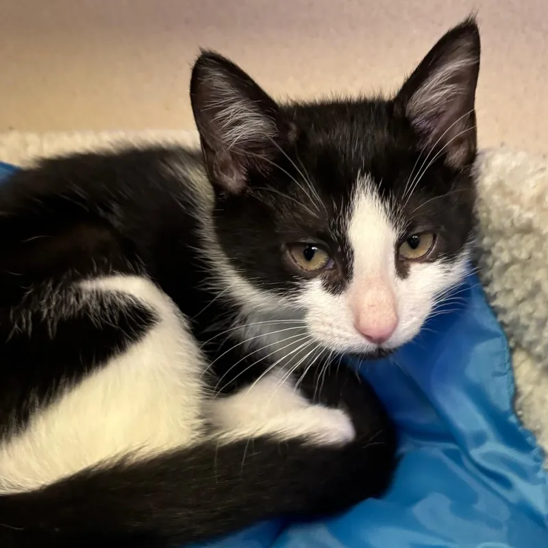 A baby small-sized female Black Domestic Short Hair cat named Yerba for adoption in Wantagh, NY