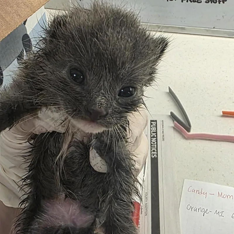 A baby small-sized female Gray / Blue / Silver Domestic Short Hair cat named Caspian for adoption in Jacksonville, FL