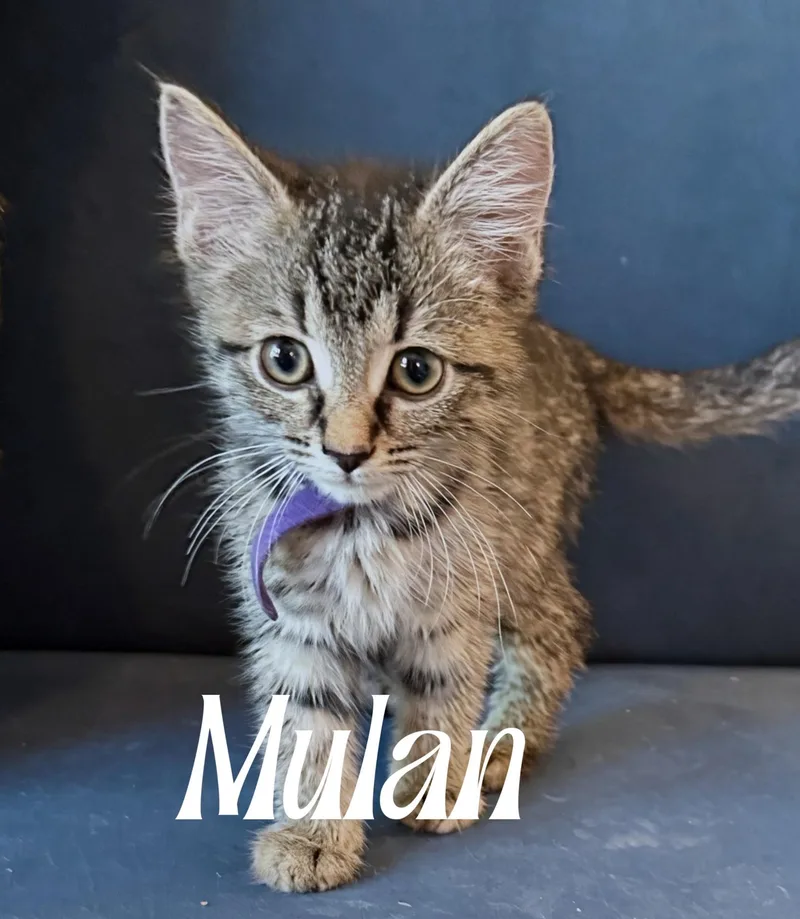 A baby medium-sized female Tabby (Gray / Blue / Silver) Domestic Short Hair cat named Mulan for adoption in Murfreesboro, TN