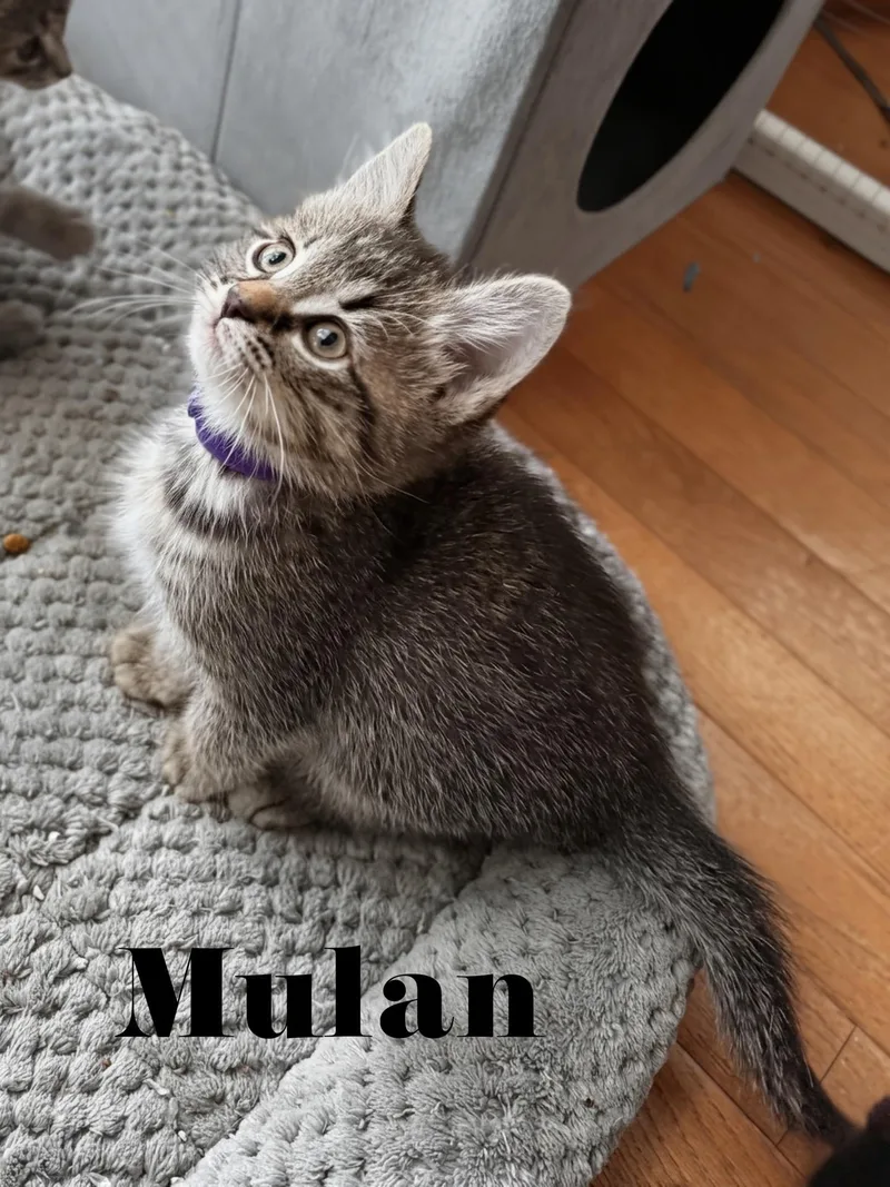 Mulan thumbnail 2