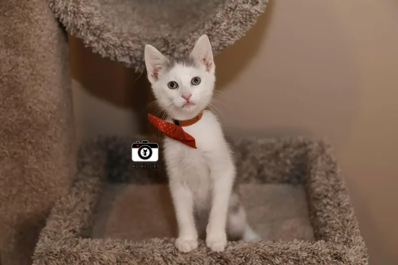 A baby medium-sized male Gray & White Domestic Short Hair cat named Juke for adoption in Overland Park, KS