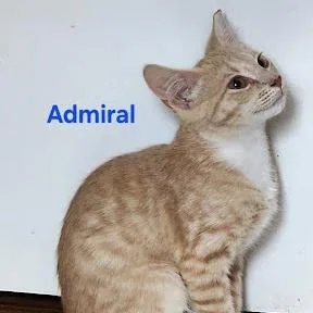 Admiral thumbnail 2