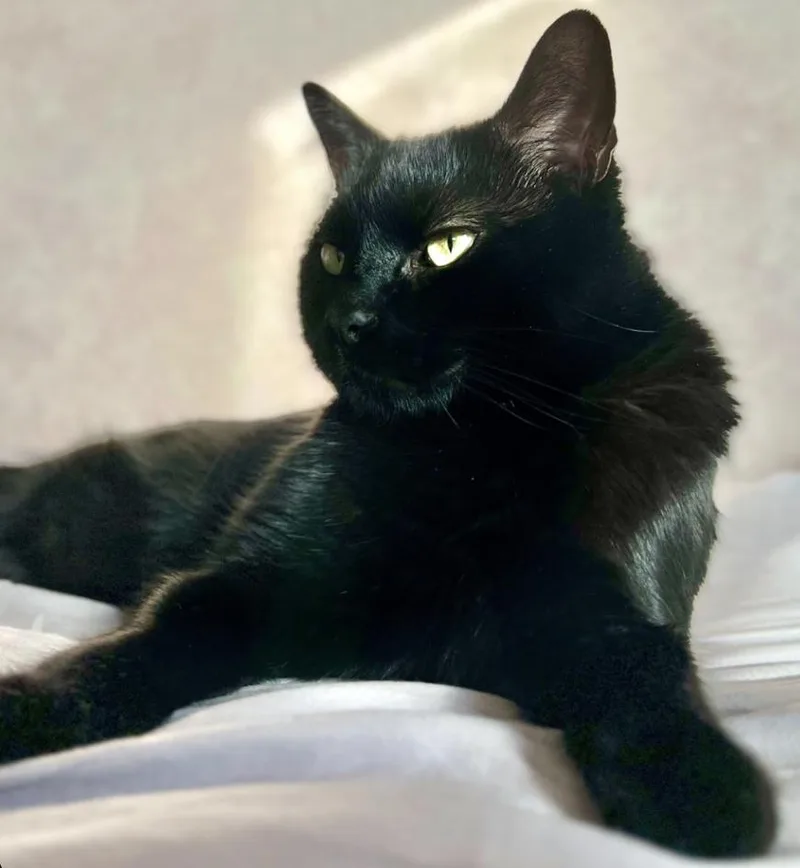 An adult medium-sized male Black Domestic Short Hair cat named Ozzie for adoption in Beverly, MA