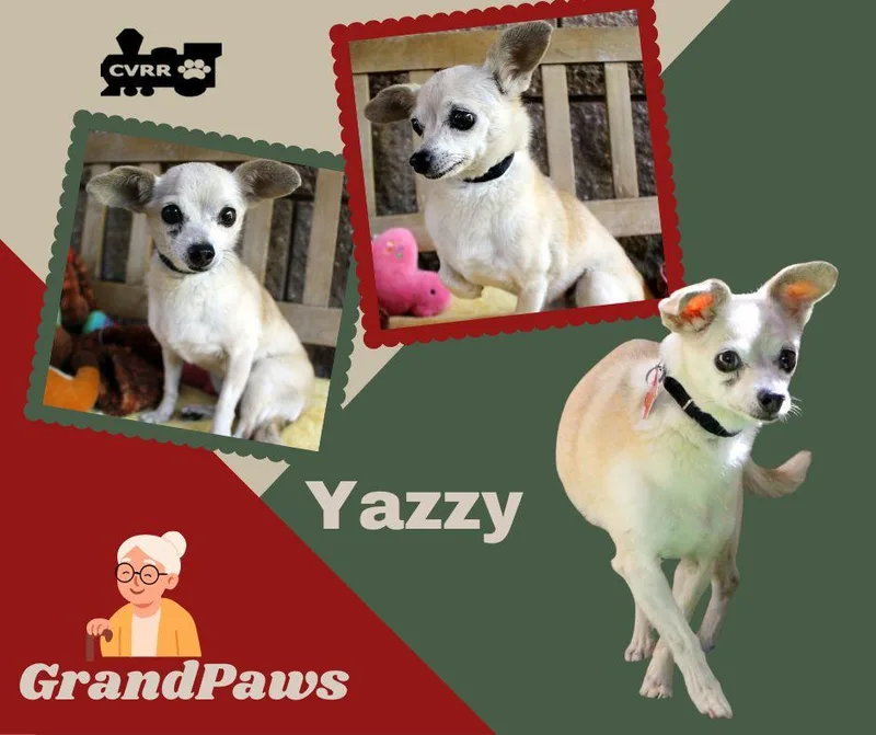 Yazzy