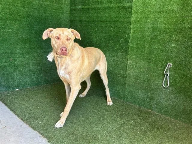 A young large-sized male Pit Bull Terrier dog named Baloo for adoption in Lancaster, CA