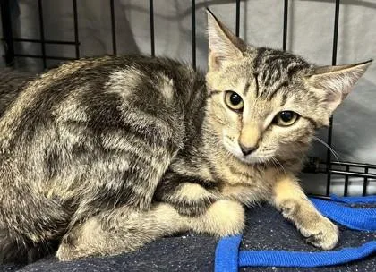 A young small-sized male Domestic Short Hair cat named Max for adoption in Phoenix, AZ