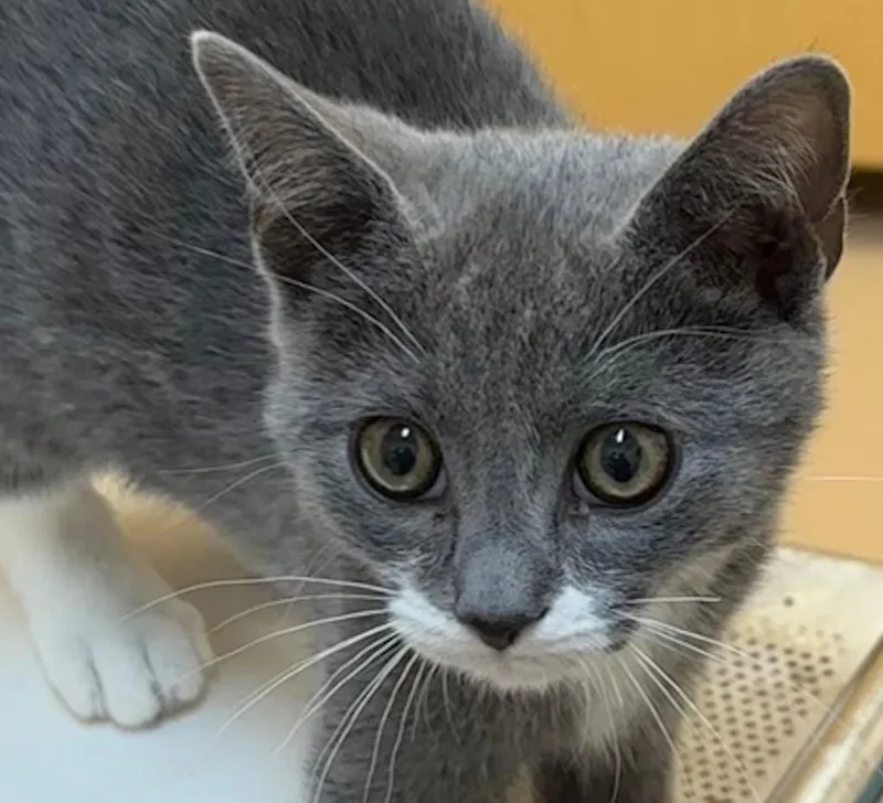 A baby small-sized male Domestic Short Hair cat named Jackson for adoption in Elizabethton, TN