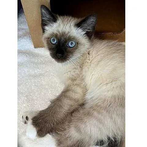 A baby medium-sized male Chocolate Point Snowshoe cat named Ollie for adoption in Salt Lake City, UT