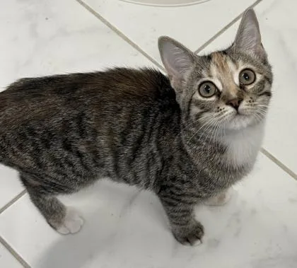 A baby small-sized female Domestic Short Hair cat named Spark for adoption in Venice, FL