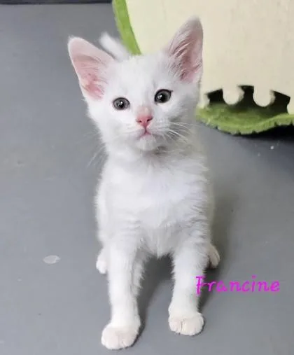 A baby small-sized female White Domestic Short Hair cat named Francine for adoption in Kansas City, MO