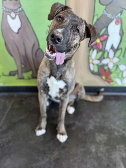 A young large-sized female Mixed Breed dog named Josephine for adoption in Memphis, TN