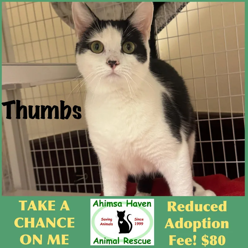 A young medium-sized female Black & White / Tuxedo Domestic Short Hair cat named Thumbs for adoption in Winchendon, MA
