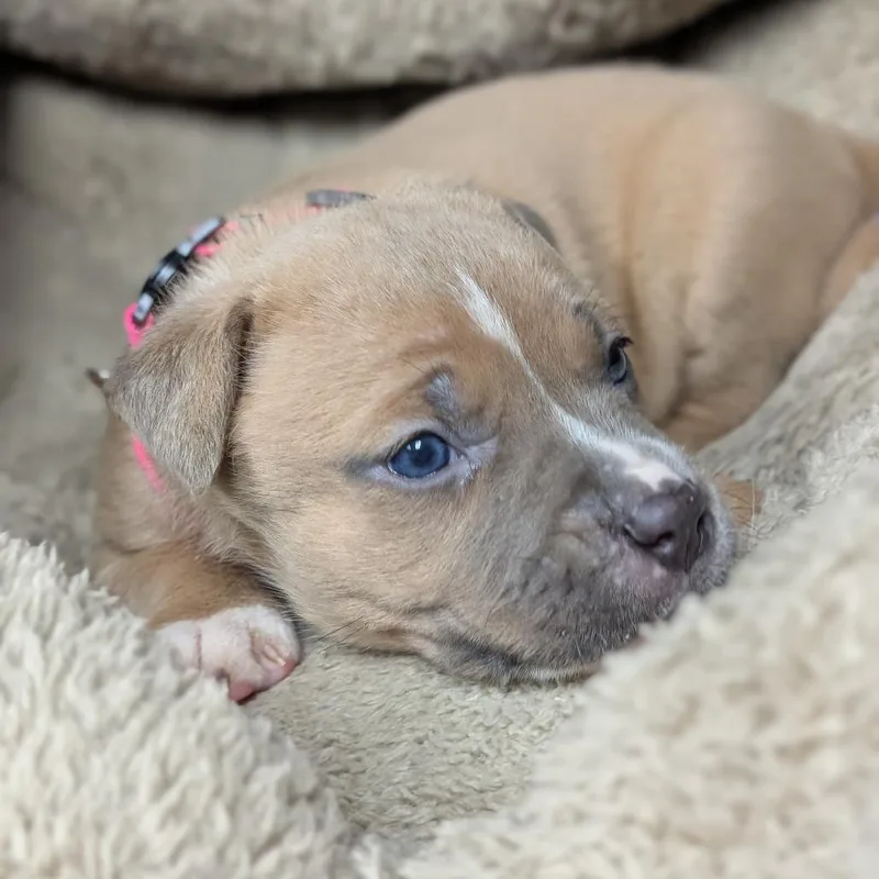 A young medium-sized female Apricot / Beige Mixed Breed dog named Frappuccino for adoption in Middleburg, FL