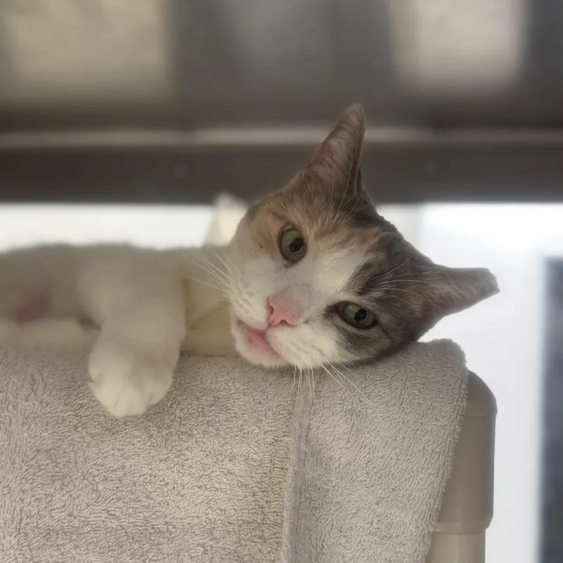 A senior medium-sized female Calico Domestic Short Hair cat named Blue for adoption in York, PA