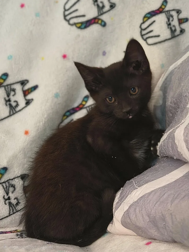 A baby medium-sized male Black Domestic Short Hair cat named Rolls Royce for adoption in Hanover, PA