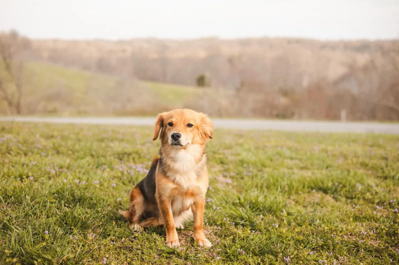 Daisytransport thumbnail 2