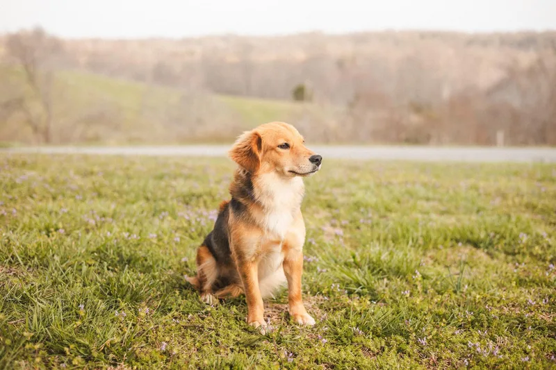 Daisytransport thumbnail 3