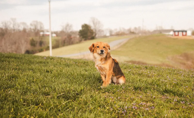 Daisytransport thumbnail 4