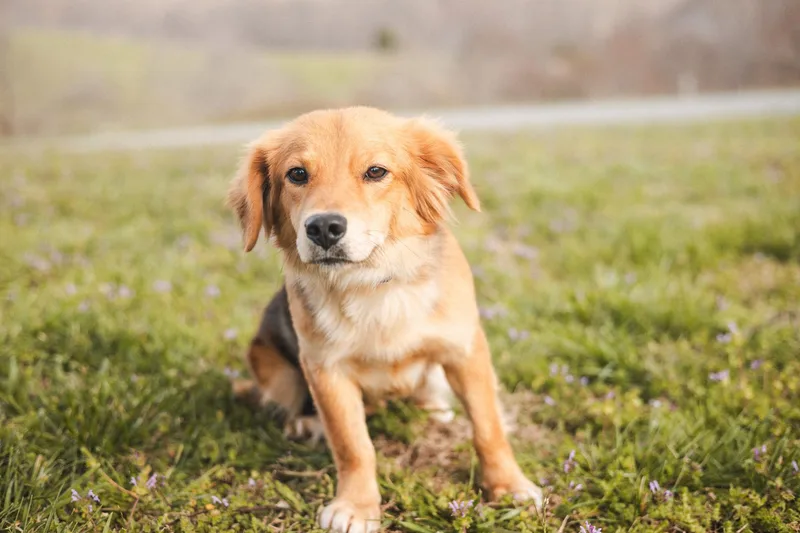 Daisytransport thumbnail 5